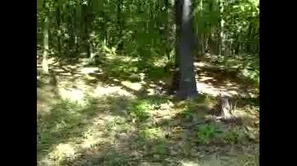 Испитания на млади кучета