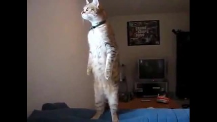 Котка стои права като човек