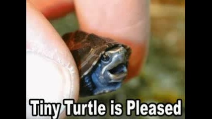 Funny animals