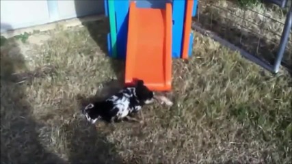 Funny Animals Compilation - Funny Sheep - funny Pranks