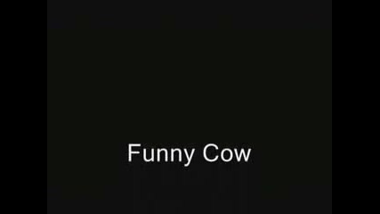 Crazy Funny Cow