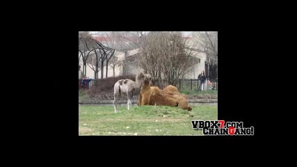 Малка Част От Животните В Зоопарк София!