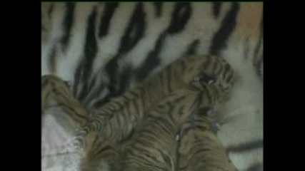 Пет Новородени Тигърчета В Немски Зоопарк 
