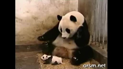 Панда стряска майка си гледайте