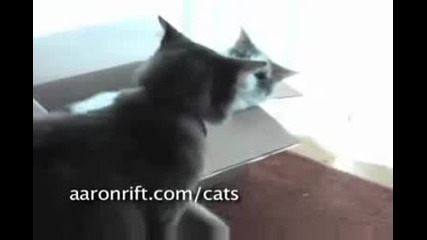 Котка срещу котка супер бой