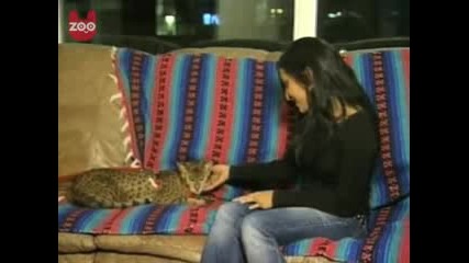 Най - скъпата котка в света 20хил. долара