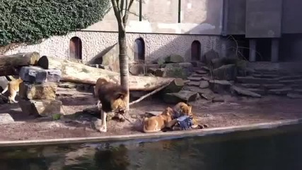 Лъвица и нейното семейство хващат плячката си