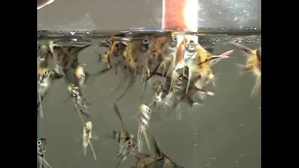 Documentary - Breeding the Freshwater Angelfish - Part 2 of 2
