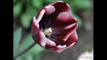 The Queen of Spring - Music E. Cortazar- Happy Weekend!)