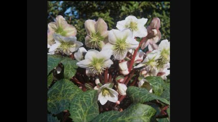 Moonbeam - When Flowers Talk 