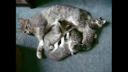 Сладки малки котета с мама