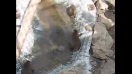 Water Monkey