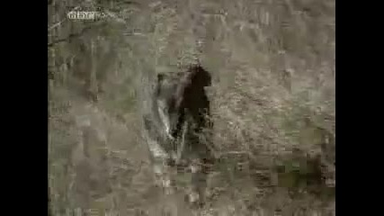 Bbc Wildlife - вълците - част 3 