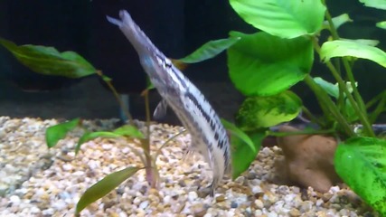 florida spotted gar3
