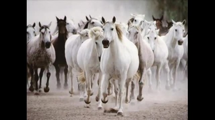 Седем бели коня - Наско Ментата