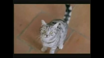 Whiskas Commercial 