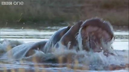 Великите Събития на Природата:битка на Хипопотами 