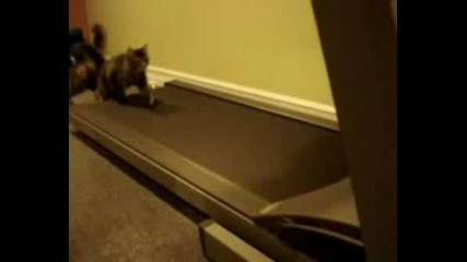 Котки На Бягаща Пътека *смях*