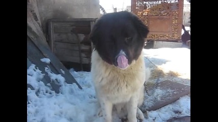 karaka4ansko ku4e na 10 mesetsai 6 dni