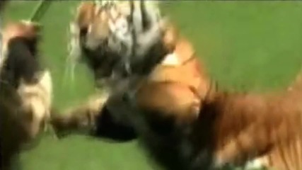 Атаката на тигъра - на забавен кадър! 