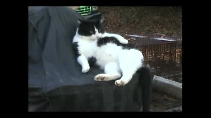 Tornado Tom Cat