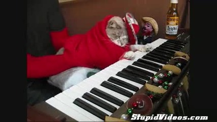 Компилация - котета свирещи на пиано!