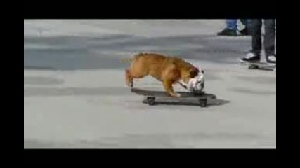 куче скейтър