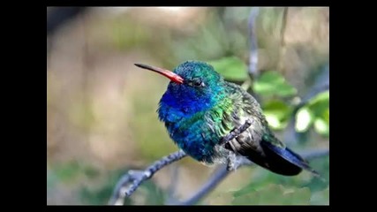 ангелска песен Cat Stevens - Morning has broken