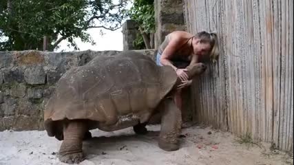 Момиче храни огромна костенурка