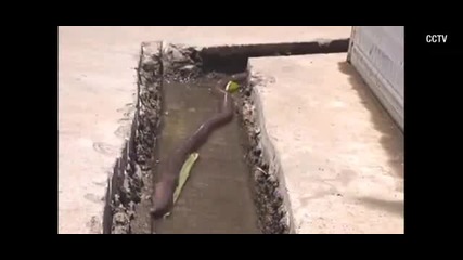 Гигантски земен червей откриха в Китай