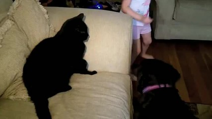 Жесток Бой Между Куче и Котка