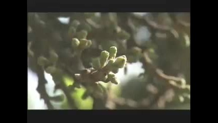 Царицата на дърветата - Sycamore fig 