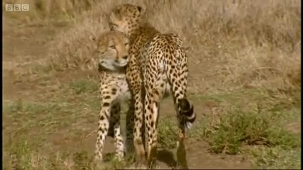 Cheetah brothers learn to cross water - Cheetahs - Fast Track to Freedom - Bbc 