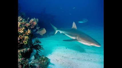 Sea Life.wmv