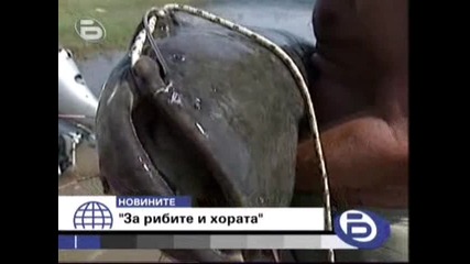 В Искъра рибар улови Сом с дължина 185 см [btv Вечерни Новини 14.07.2008]