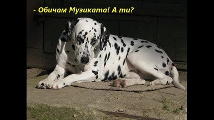 Serpski kucek_petar Raev