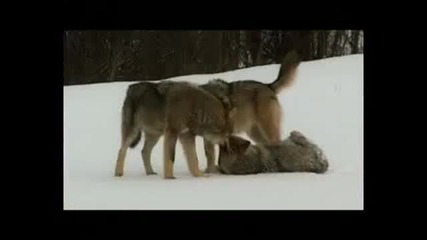 Wolves season (волчий сезон) Part 2 