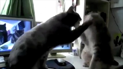 Cats Playing Patty - cake. what they were saying... 