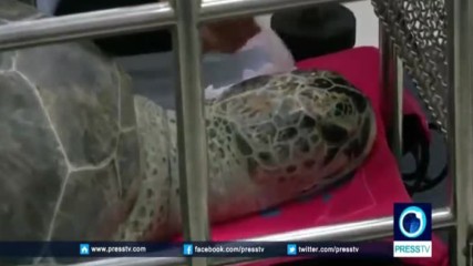 Хирурзи откриха как жива водна костенурка може да се "превърне" касичка за монети