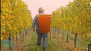 French Winemaker Taking Stand Again Pesticides