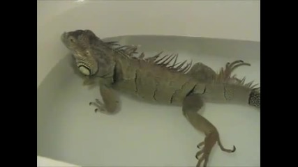 Игуана пърди във вана 