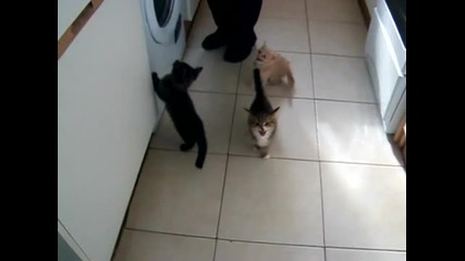 Нетърпеливи котенца!