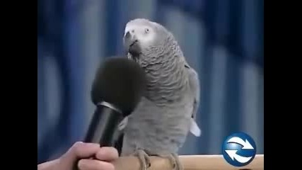 Папагал имитира хора и животни! 