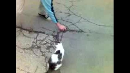 Пацо С Котката