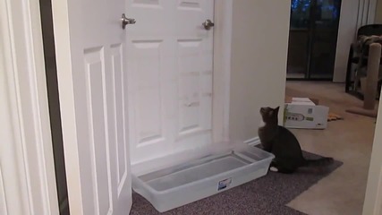 Тази котка знае да отваря врати !