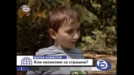 bTV Малък коментар 22.08.2008 - Кои насекоми са страшни ?