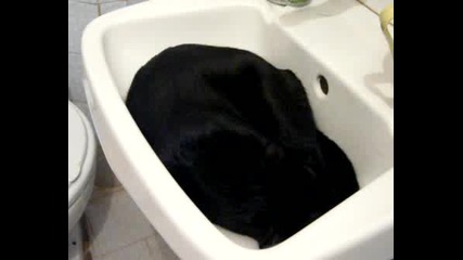 Черно Коте