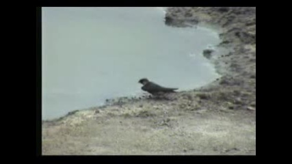 Swallow Collecting Mud For Nest Building