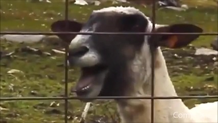 Смях с козите и овцете - The Ultimate Goat Edition Supercut