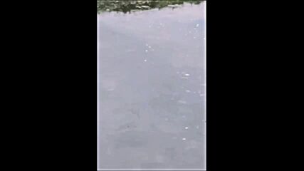 Мъртва риба изплува в язовир край Ихиман